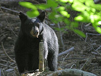 Your actions at the campsite affects everyone in the campground (photo courtesy of pdphoto.org)