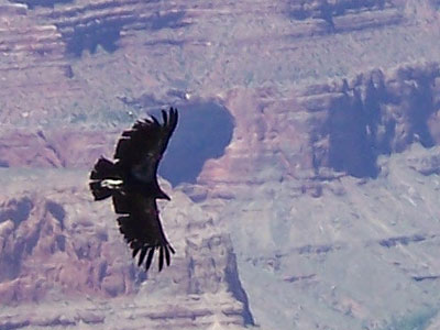 California Condors were re-introduced in May of 1997 (photo courtesy of Cecelia Overby)