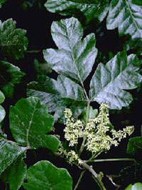 Looking similar to an oak leaf is typical, but the poison-oak leaf can take on many other shapes and sizes, too