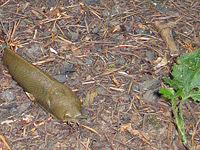 Banana slug attacks are extrememly rare in the Pacific Coastal Mountains