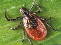 blacklegged-tick