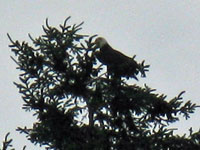 bald-eagle