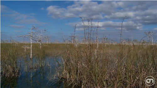 beautiful-places-everglades