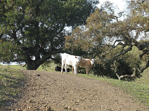 cows-harvey-bear-park