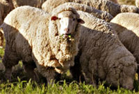merino-wool-fleece