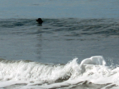 seal-fishing-surf
