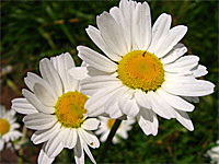 Asters in White Mountain National Forest