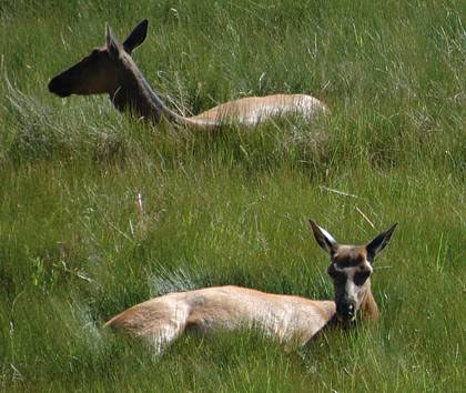 Elk in Gallatin National Forest