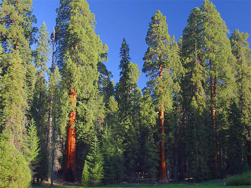 Sequoia National Park