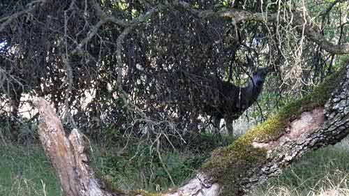 Deer spotted in the woods, on a family camping trip