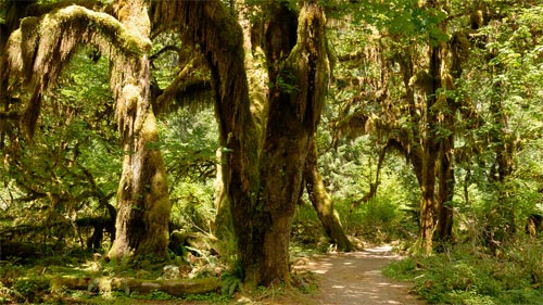 Hoh Rain Forest Olympic National Park