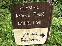 Quinault Rain Forest