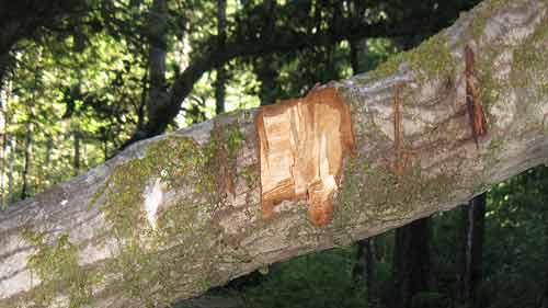 In Six Rivers National Forest, California, someone attempted to chop this branch off for firewood