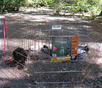 Our new dog exercise pen is great for family camping trips