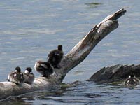 Baby geese on Manzanita Lake