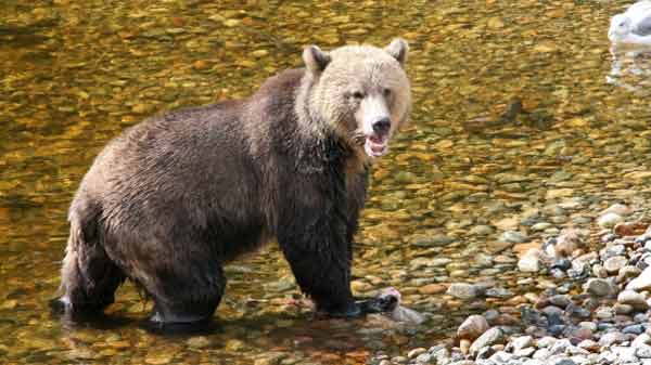 Wildlife officials say human-bear encounters are not on the upswing