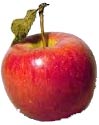 Fresh apples are great trail snacks and they are easy to pack