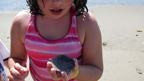 The kids discover a live sand dollar on a beach camping trip, this spring