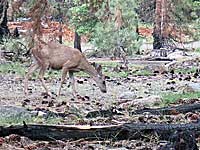 This doe decided to grab an afternoon snack