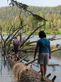 Little daredevils having fun on a fallen tree