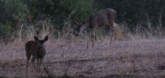 As the sun was setting on our first night, these deer visited our campground