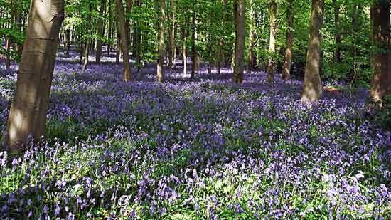 April and May is the high-season for spring flowers, like these bluebells