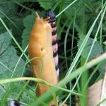 The Infamous Banana Slug