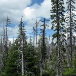 Deschutes National Forest