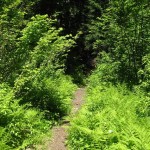 Hackleman Creek Trail
