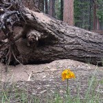 New Life in Lassen