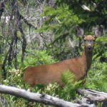 Mule Deer