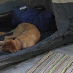 Camping Dog with Vestibule Privileges