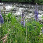 Wildflowers Along the Metolius