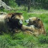 Kachina and Kiona are two grizzly bear sisters that the San Francisco zoo adopted from Montana.