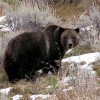 For tourist and grizzly bear, a team of referees