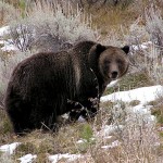 For tourist and grizzly bear, a team of referees