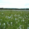 Camas blooming at Weippe Prairie