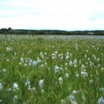 Camas blooming at Weippe Prairie