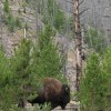 People planning to visit Yellowstone before winter should include the Canyon Visitor Education Center on their itinerary